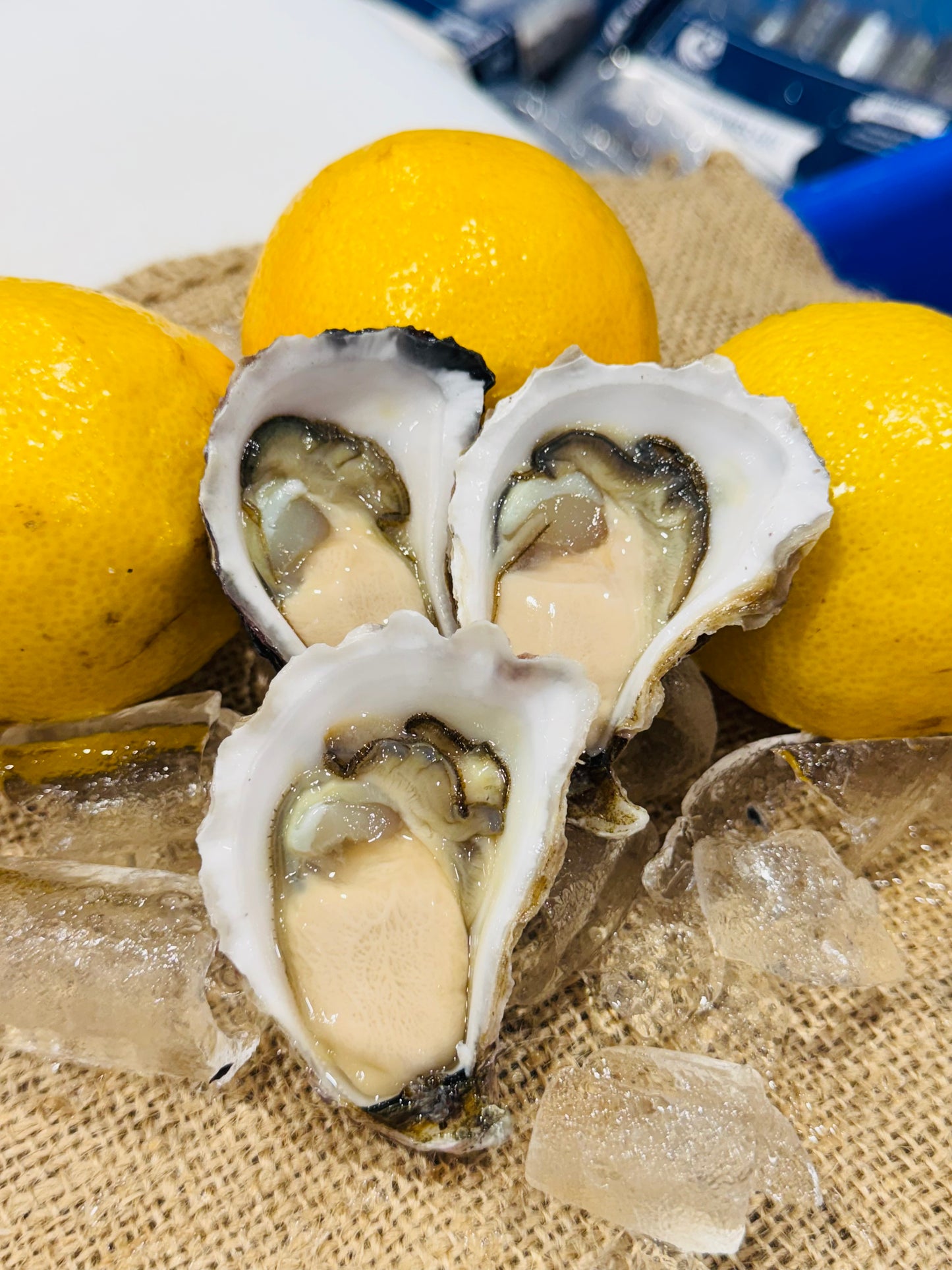 Premium A Grade Sydney Rock Oyster - Shucked (per 1 dozen)