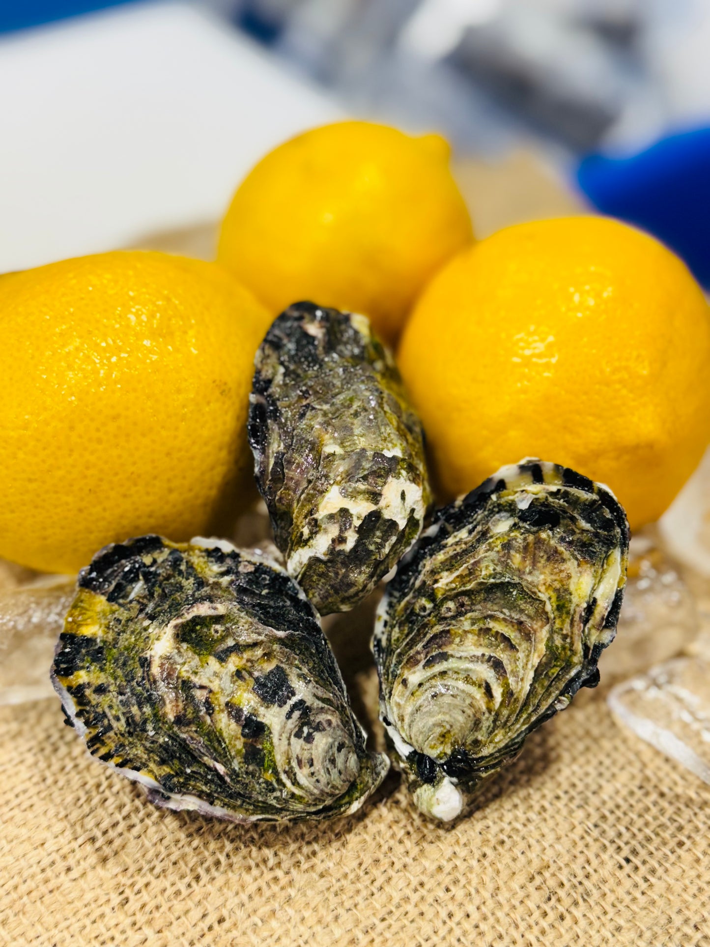 Premium A Grade Pacific Oyster - Unshucked (per 1 dozen)