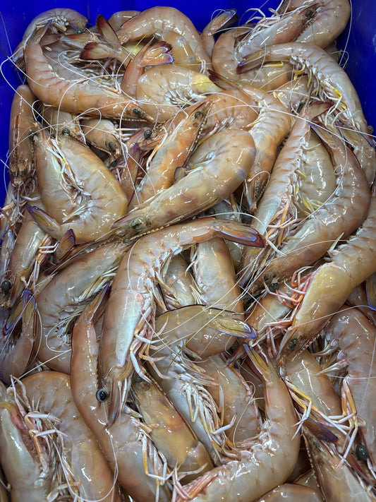 Large Whole Green King Prawns (per 1kg)