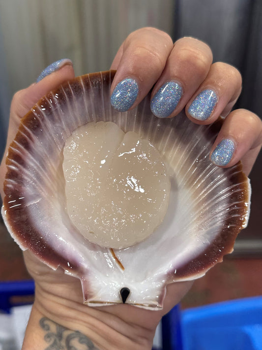 Premium 1/2 Shell WA Scallops (per 1 dozen)