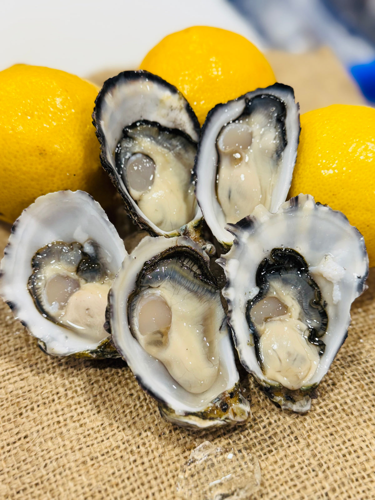 Premium A Grade Pacific Oyster - Shucked (per 1 dozen) – Northern ...