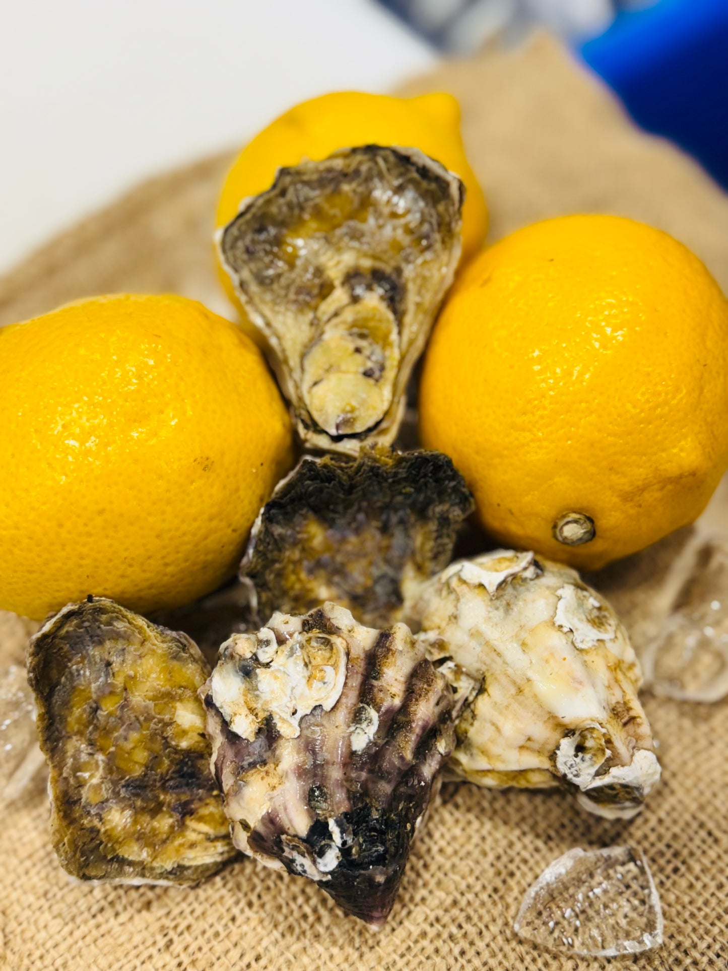 Premium A Grade Sydney Rock Oyster - Unshucked (per 1 dozen)